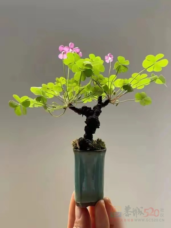 酸母菜种几年出来做老桩盆景也蛮好看367 / 作者:猛龙 / 帖子ID:319917