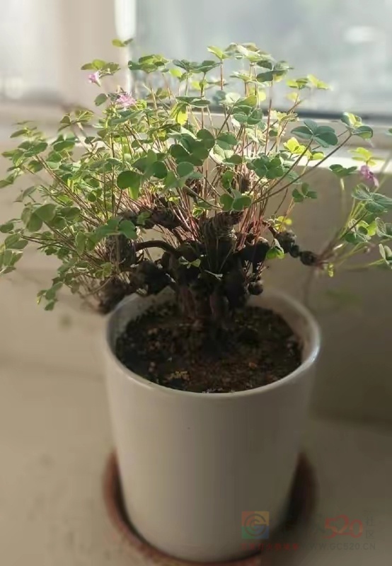 酸母菜种几年出来做老桩盆景也蛮好看389 / 作者:猛龙 / 帖子ID:319917