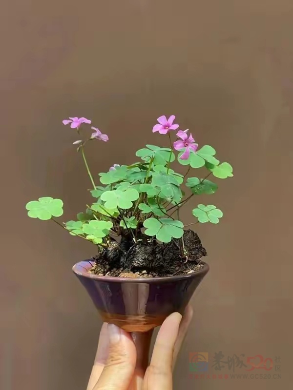 酸母菜种几年出来做老桩盆景也蛮好看263 / 作者:猛龙 / 帖子ID:319917