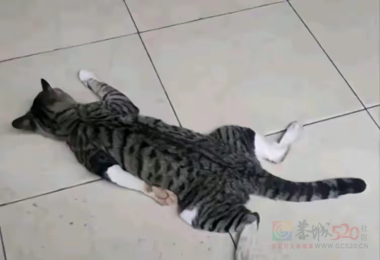 周末愉快！告告，晚安407 / 作者:猛龙 / 帖子ID:319925