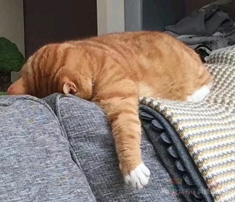 告告！晚安952 / 作者:猛龙 / 帖子ID:320002