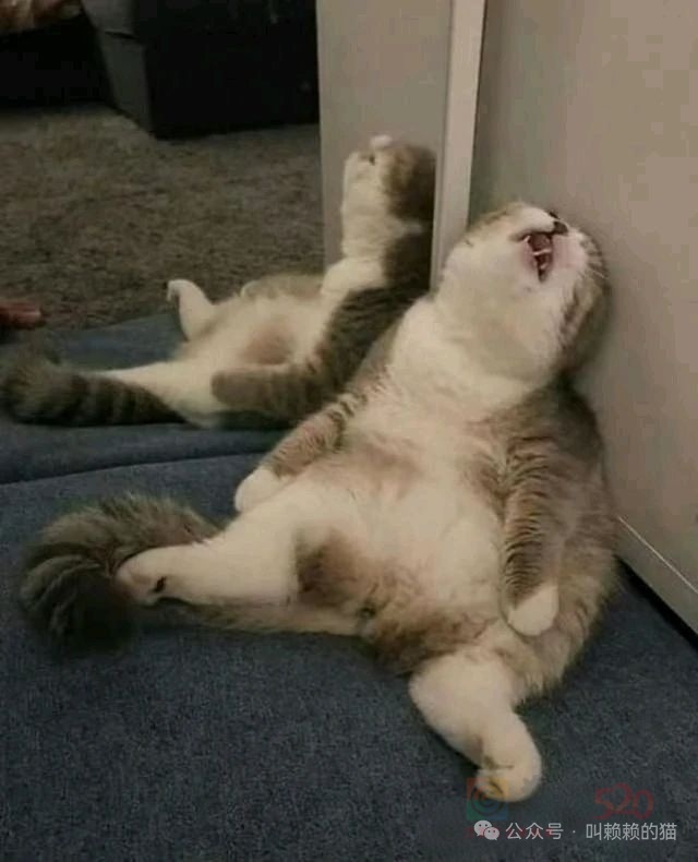 告告！晚安139 / 作者:猛龙 / 帖子ID:320002