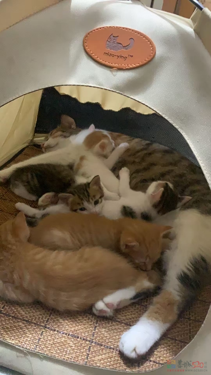 有没有人要小猫287 / 作者:PoorChigga / 帖子ID:320251