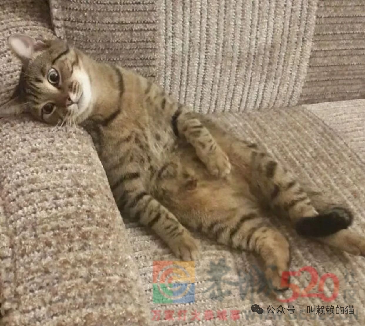 告告！晚安697 / 作者:猛龙 / 帖子ID:320353