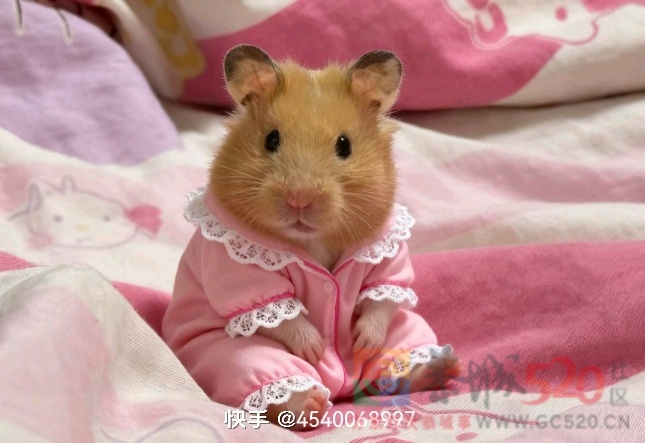 告告！晚安5 / 作者:猛龙 / 帖子ID:320429
