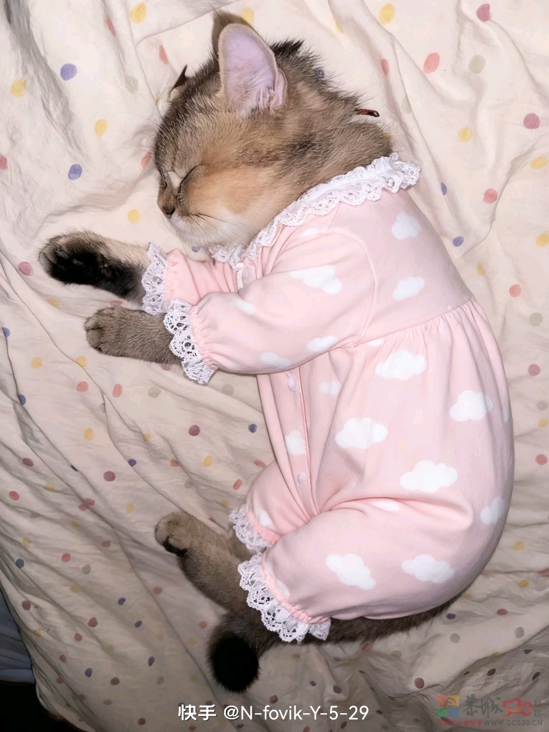 周未愉快！告告，晚安245 / 作者:猛龙 / 帖子ID:320440