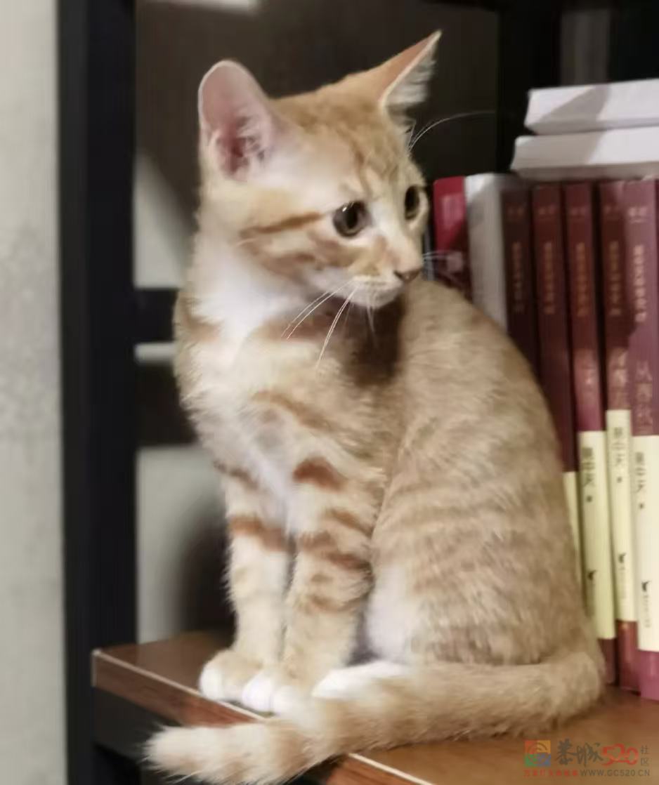 橘猫妹妹找主人339 / 作者:想喝苦油茶 / 帖子ID:320604