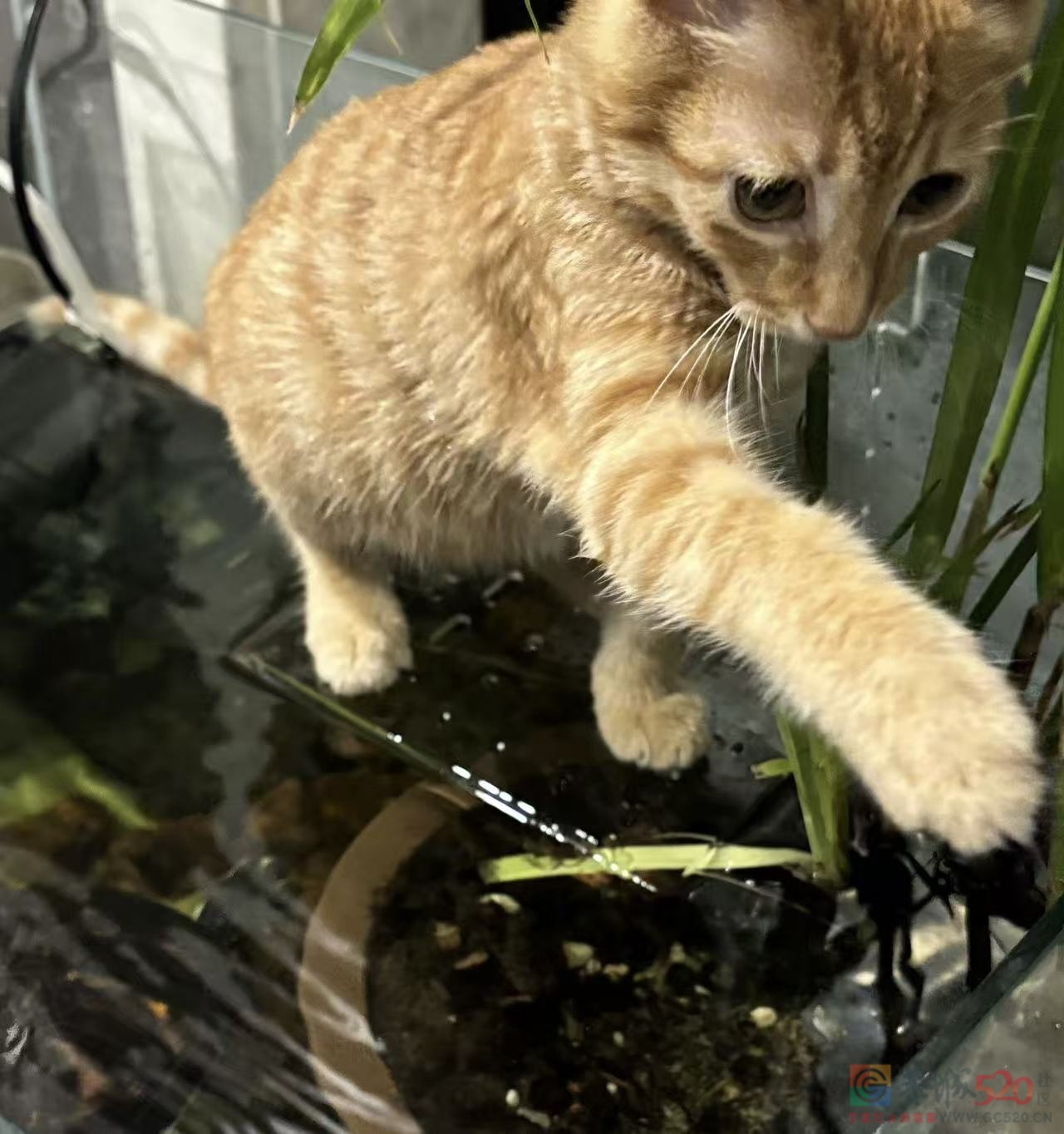 橘猫妹妹找主人790 / 作者:想喝苦油茶 / 帖子ID:320604