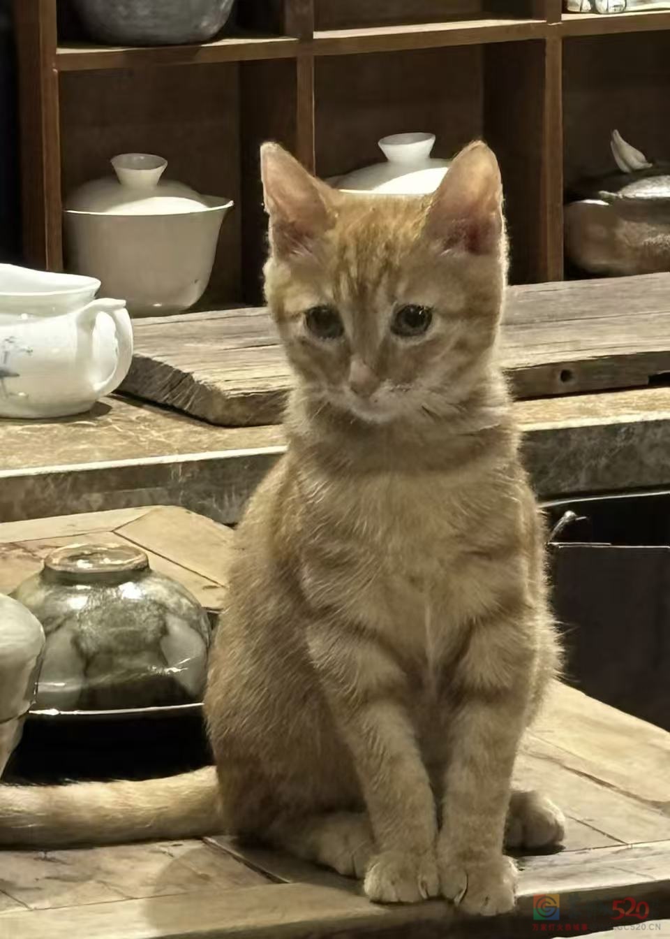橘猫妹妹找主人976 / 作者:想喝苦油茶 / 帖子ID:320604