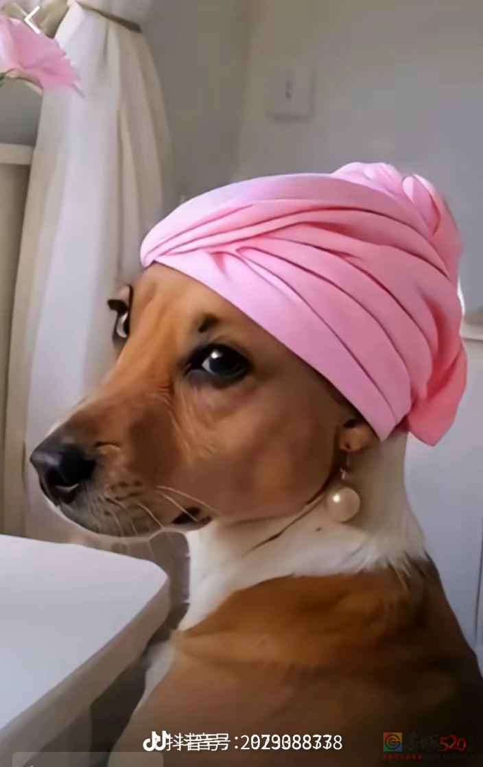 周未愉快！告告，晚安460 / 作者:猛龙 / 帖子ID:320699