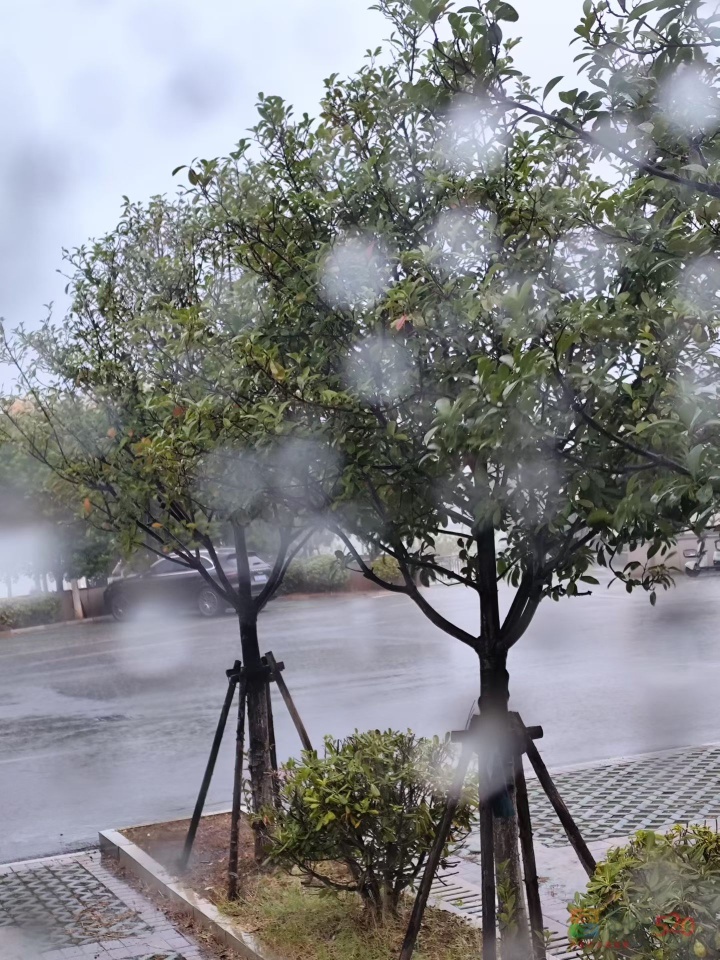 鄱阳湖露营逢夜雨913 / 作者:罗古 / 帖子ID:320744